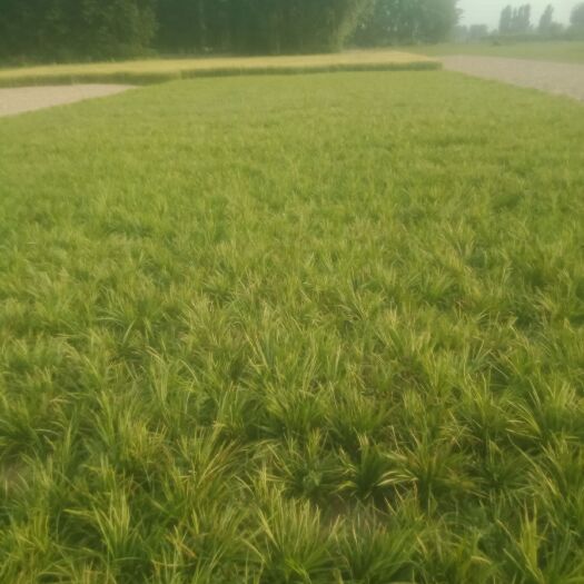 襄樊麦冬草 产地直销