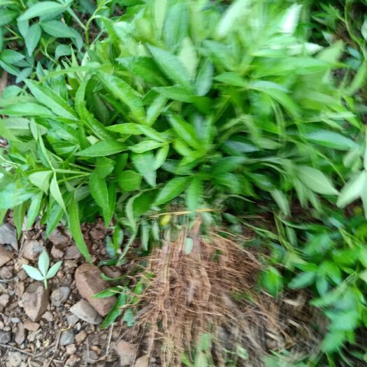 金阳县 青花椒苗