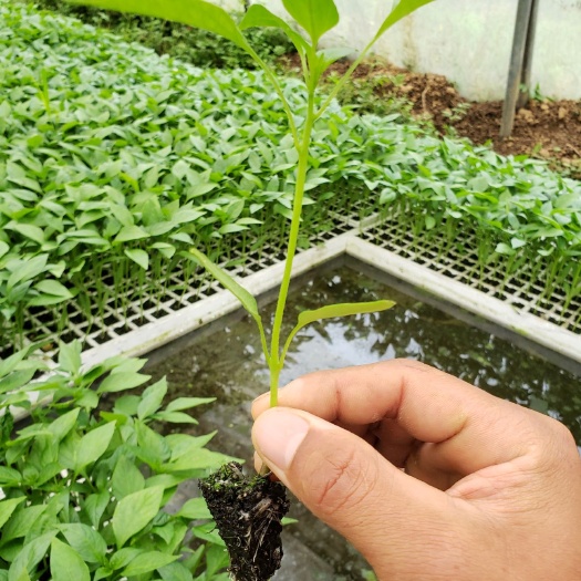 凤凰县青椒苗 8～10片真叶