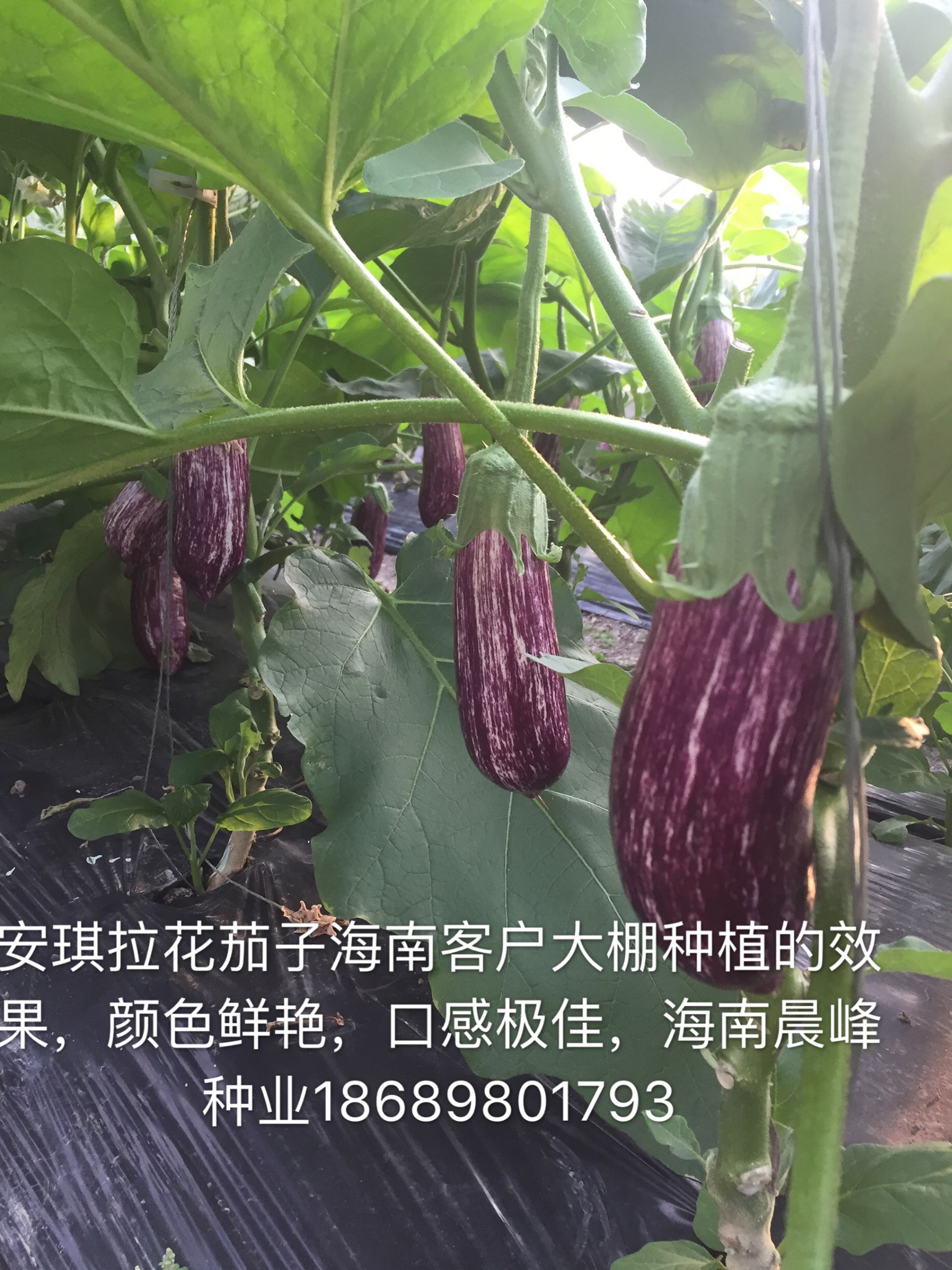 茄子种子批发 茄子种子彩色花茄子 安琪拉价格140元 袋 惠农网触屏版