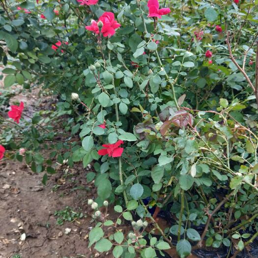 青州市红花蔷薇