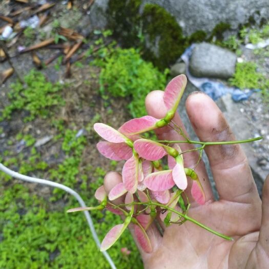 全州县小叶鸡爪槭 