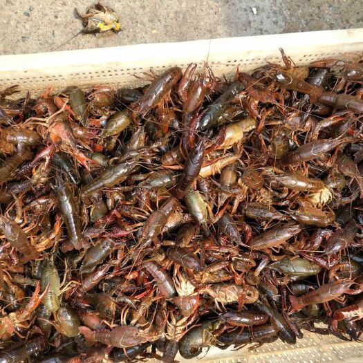 霍邱县青壳小龙虾 4-6钱 稻田虾