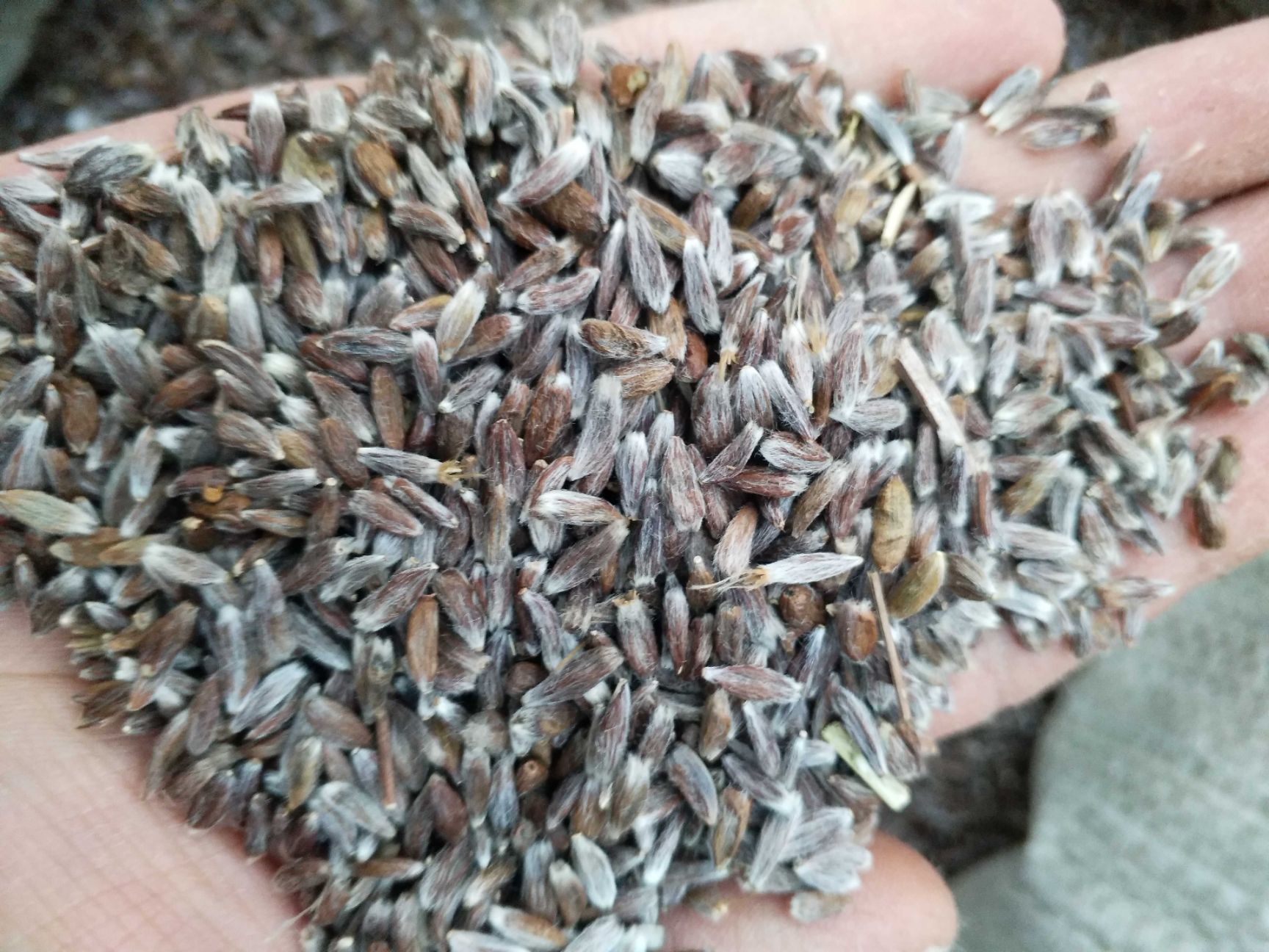 商洛苍术种子  带朱砂点北苍术籽，纯新货颗粒饱满品种出芽率