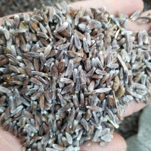 商洛苍术种子  带朱砂点北苍术籽，纯新货颗粒饱满品种出芽率