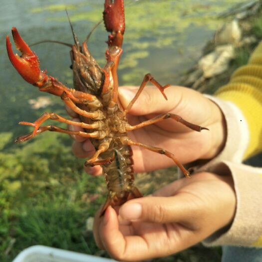 霍邱县 456养殖清水小龙虾次日到达