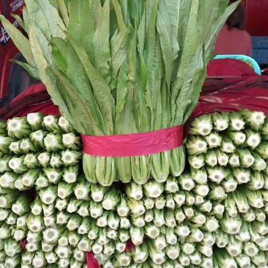 邯郸 油麦菜品质好，质量好