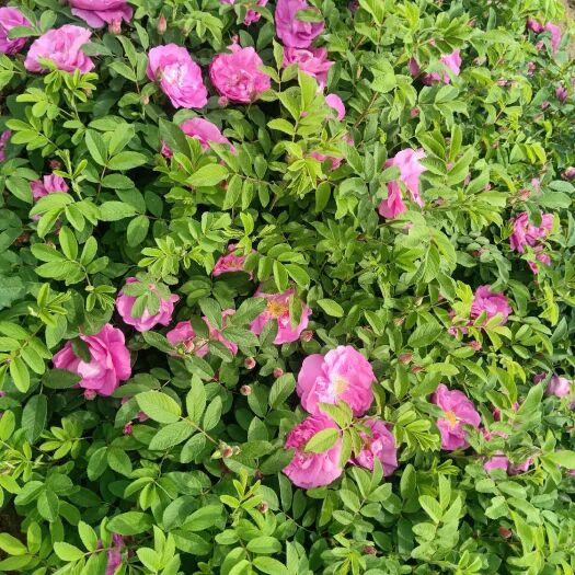 青州市 四季玫瑰