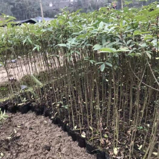 鲁甸县九叶青花椒苗 九叶青花椒袋苗
