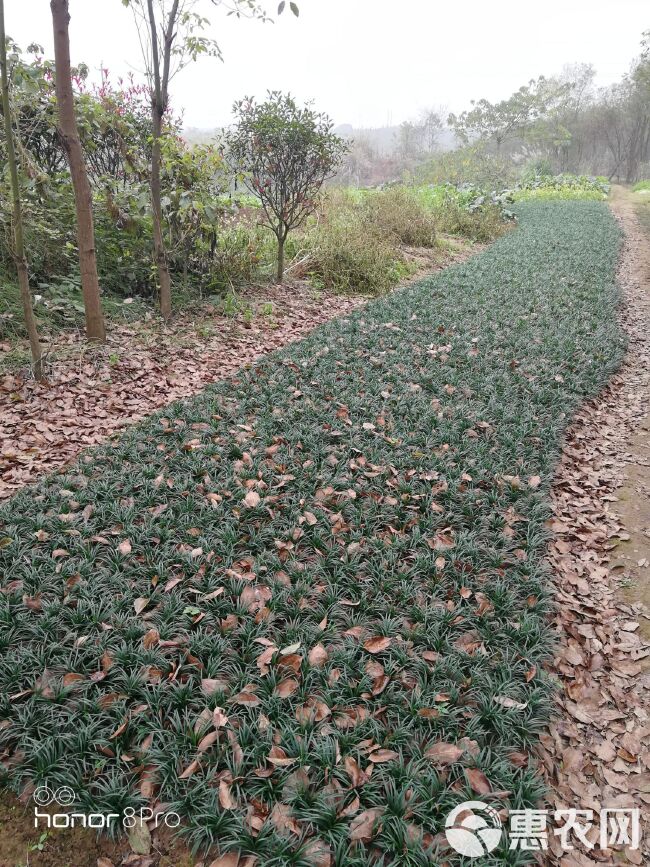 玉龙草  沙土地栽苗，土少草青。没盖遮阳网，苗非常壮实！