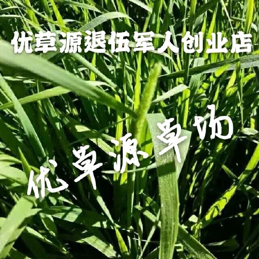 岷县提摩西草 2019年优质新品干草兔兔主草龙猫荷兰猪天竺鼠多省包