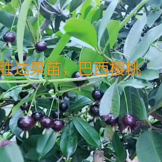 灵山县巴西樱桃苗 巴西大樱桃，玫瑰樱桃。