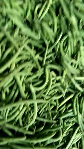 无架四季豆 12cm以上