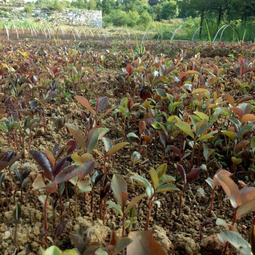 阳朔县油茶树苗  出售本地小籽油茶苗