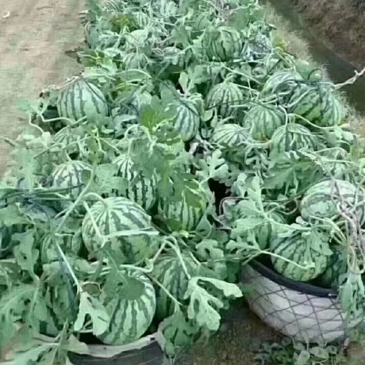 夏邑县夏邑十万亩8424西瓜大量上市