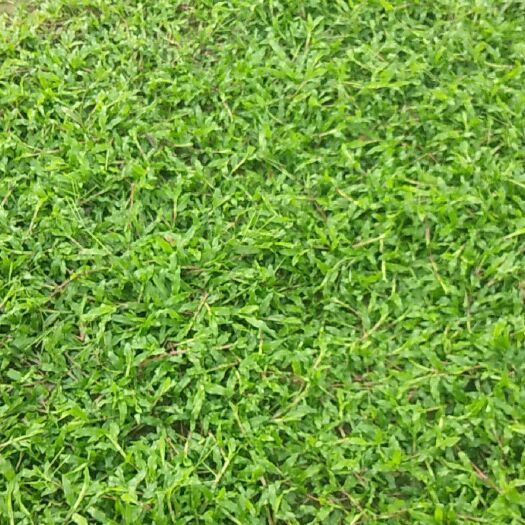 宾阳县 精品大叶油草