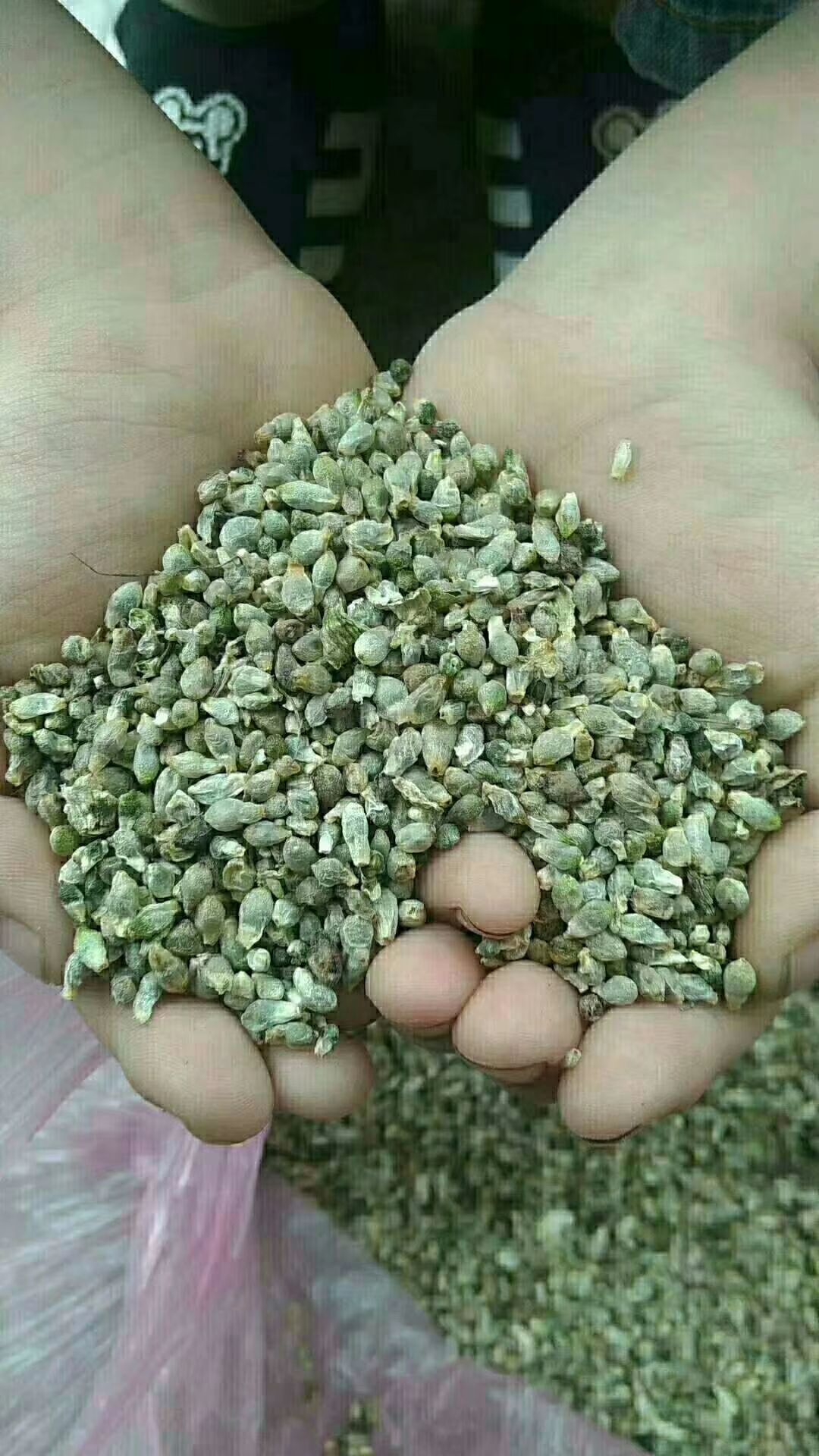 天南星种子 产地直供优质天南星籽