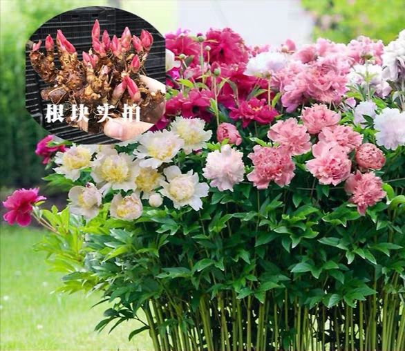 美丽芍药 0.5~1米 6~8cm