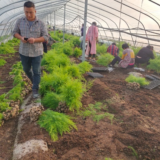 曹县芦笋根   半年采收芽粗芽多芦笋苗盛丰f1