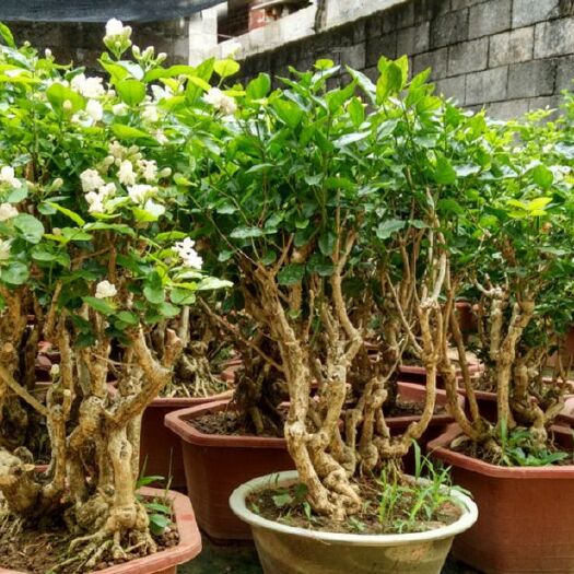 虎头茉莉 茉莉老桩