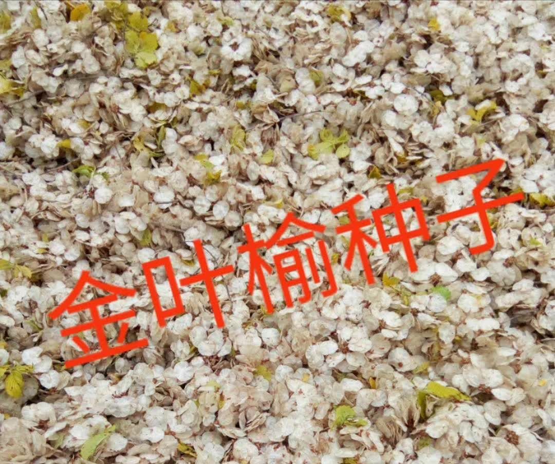 献县新产金叶榆种子1000斤，净度好芽率高。