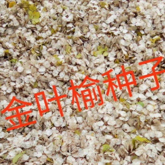 新产金叶榆种子1000斤，净度好芽率高。
