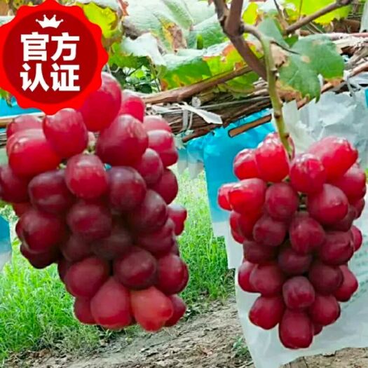 盖州市浪漫红颜葡萄苗 美人如此多娇