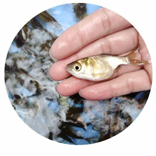 广州 缩骨鳙鱼苗