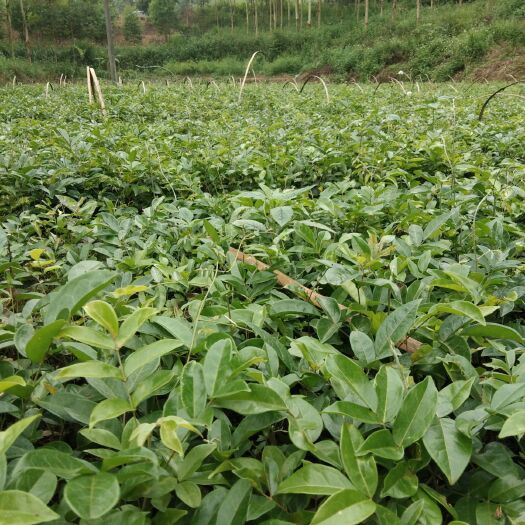 灵山县牛大力苗 牛大力中叶苗 可供应30w规格13公分以上