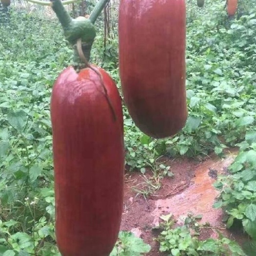 香如蜜种子 批发 零售 山东潍坊寿光