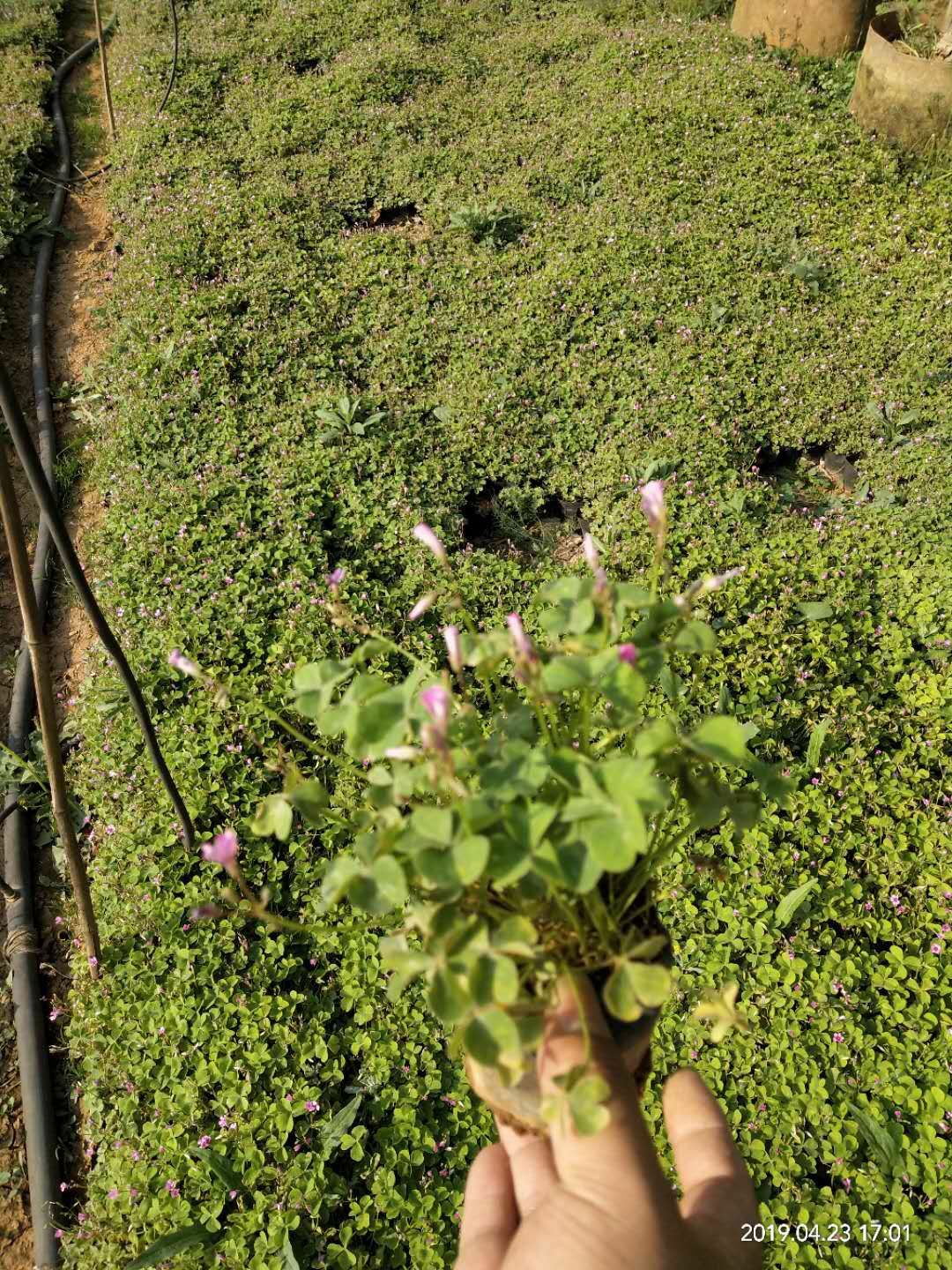 红花酢浆草  红花酢 酱草，本基地种植有各种绿化工程苗木草花