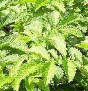 西华县中药材回春草 绿仙草果冻草