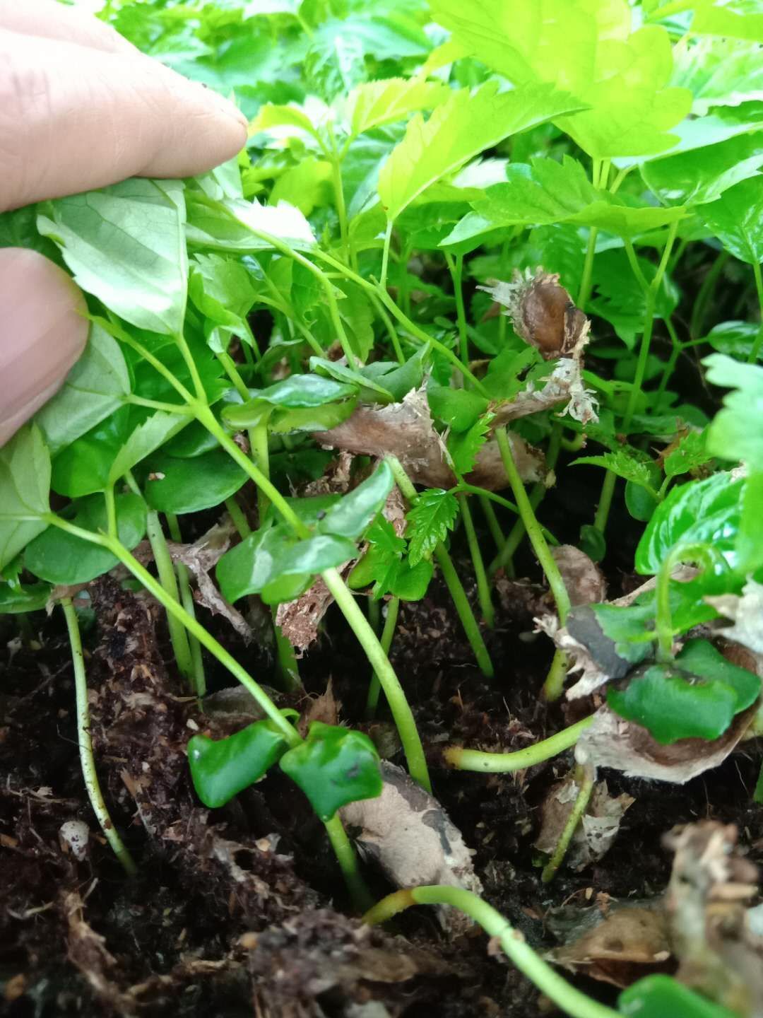  紫花风铃木