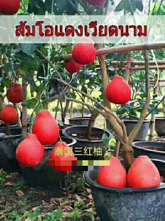 红肉蜜柚苗  泰国红皮红心红肉蜜柚