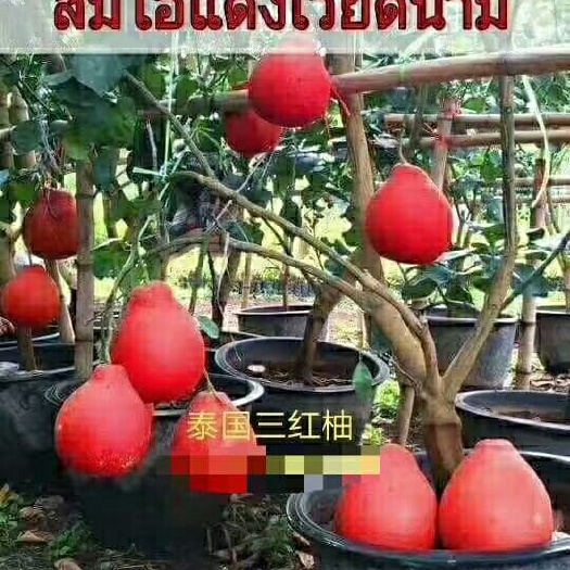 灵山县红肉蜜柚苗  泰国红皮红心红肉蜜柚