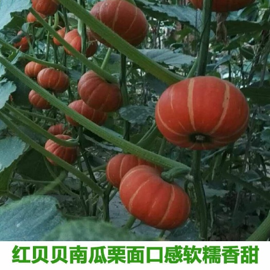 邵东市红贝贝南瓜种子100粒/包