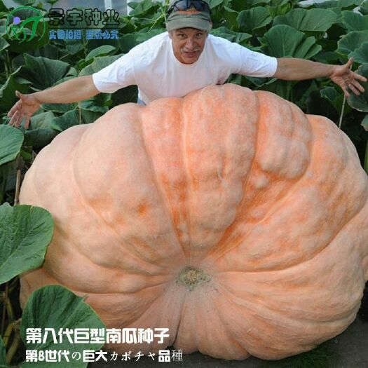 邵东市 美国巨型南瓜种子10粒/包 特色观赏太空蔬菜