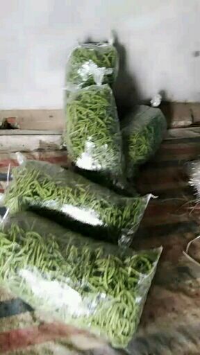 无架四季豆 12cm以上