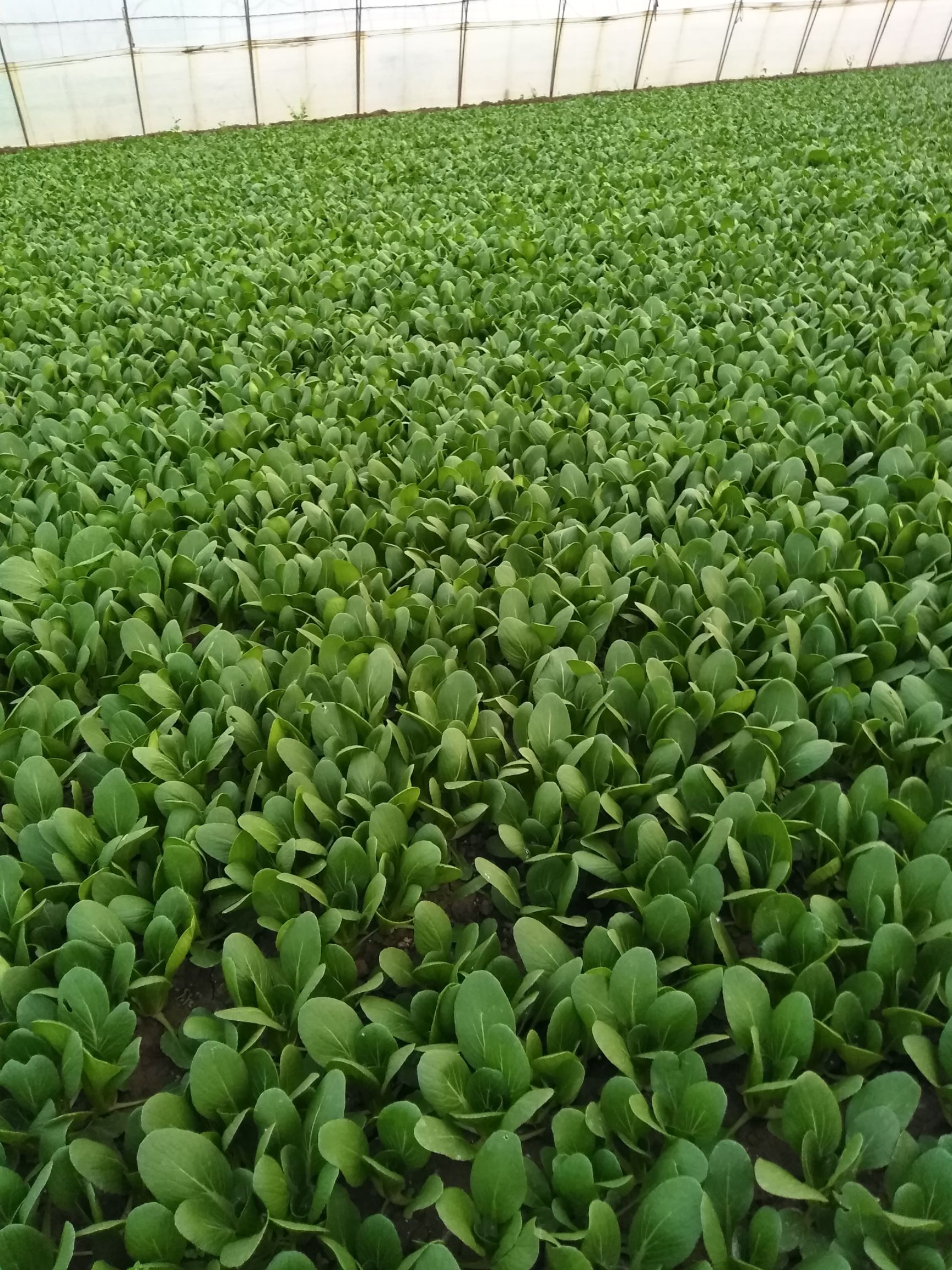 [上海青批发 精品小青菜,菜地直供,新鲜安全,价格便宜.常年有货.