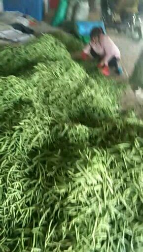 无架四季豆 12cm以上