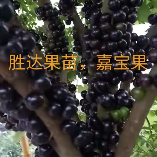 灵山县嘉宝果苗 沙巴嘉宝果，黑珍珠嘉宝果。