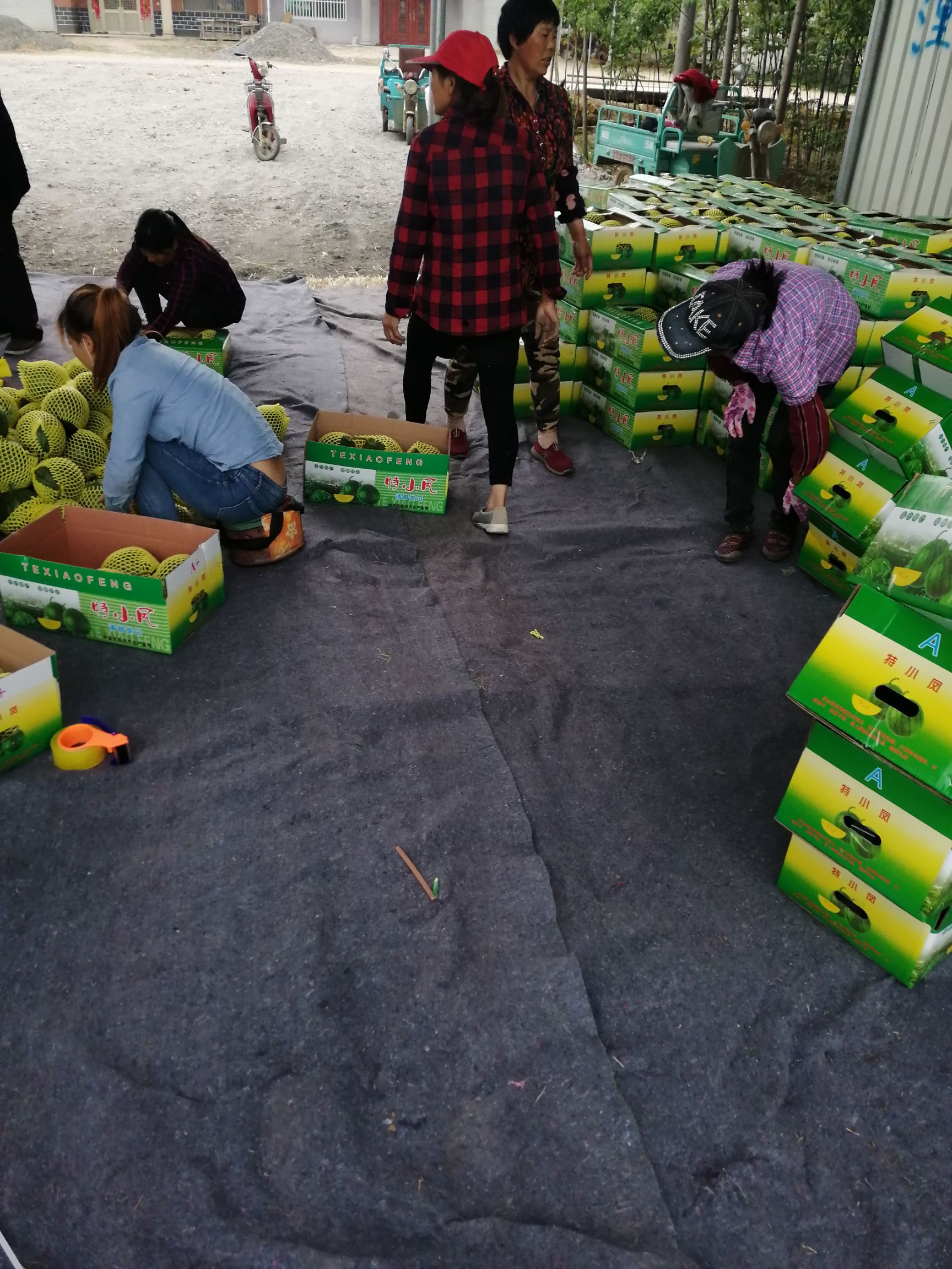  特小凤西瓜种植销售批发代办