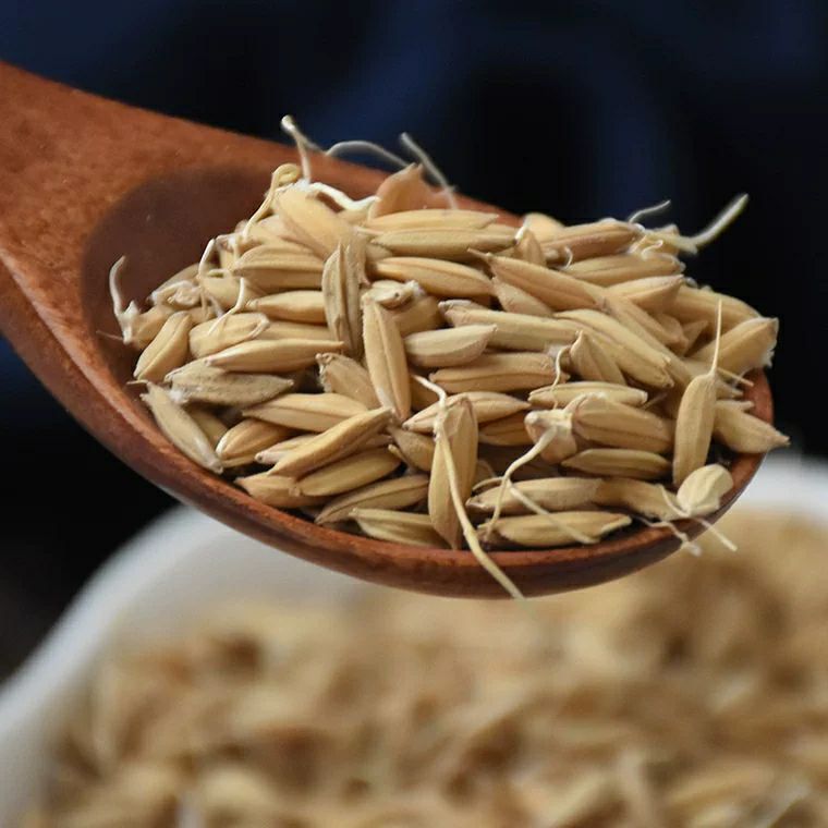 稻芽 中药材 正品