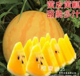 开阳县 黄皮黄瓤少籽、绿皮黄瓤少籽、黑皮黄瓤无籽西瓜。产量40万斤