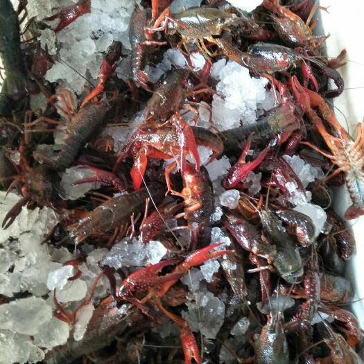 成都成都湖北小龙虾直销配送
