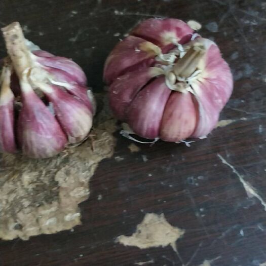 镇远县 云南红皮大蒜
