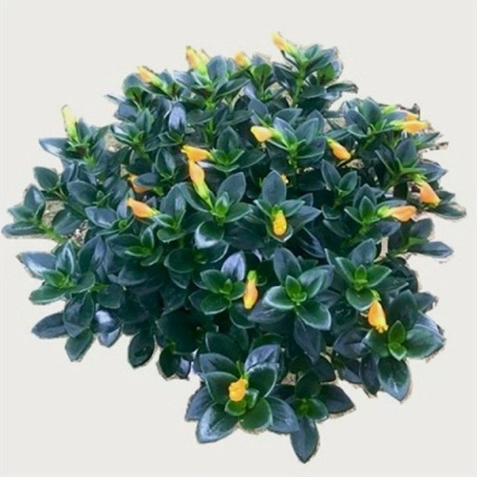 丹阳市 【带花苞发货】金鱼花室内植物花卉吊兰开花植物花苗绿植盆栽花