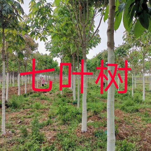 西峡县 公应七叶树2一30公分有量一手货源