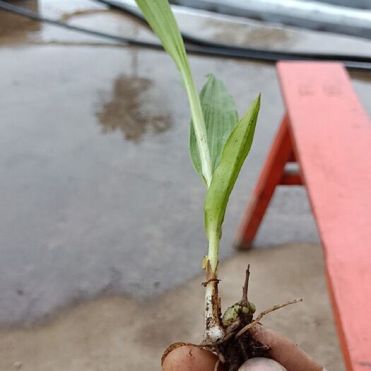 石柱白及 白芨苗