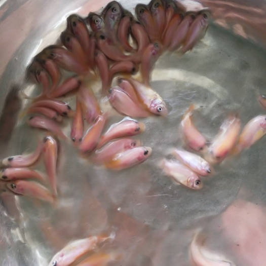 广州彩虹鲷